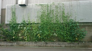 2019.7.17撮影